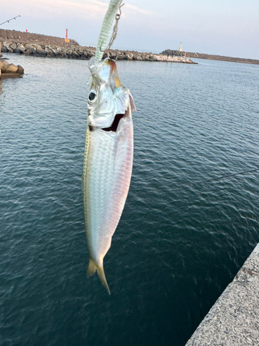 釣果