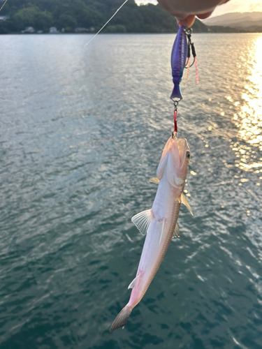 マゴチの釣果