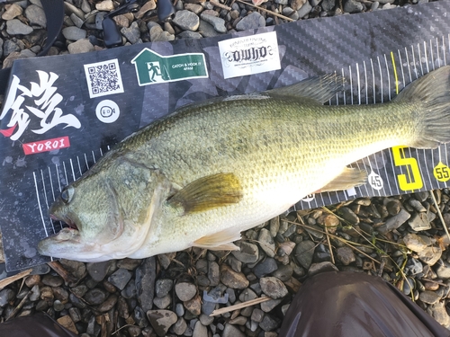 ブラックバスの釣果