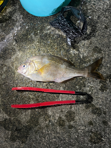 ウミタナゴの釣果