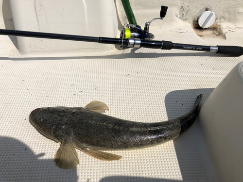 マゴチの釣果