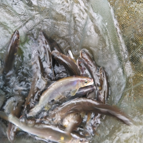 アユの釣果