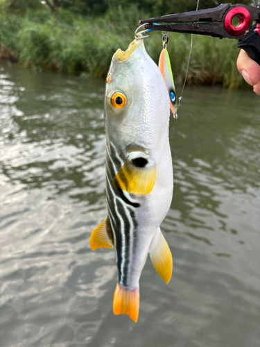 シマフグの釣果