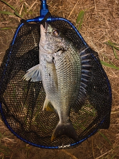 キビレの釣果