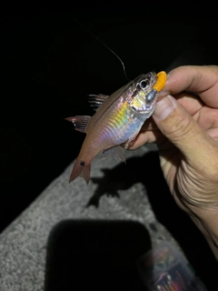 ネンブツダイの釣果