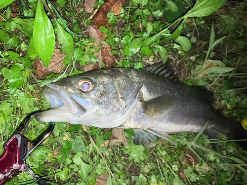 スズキの釣果