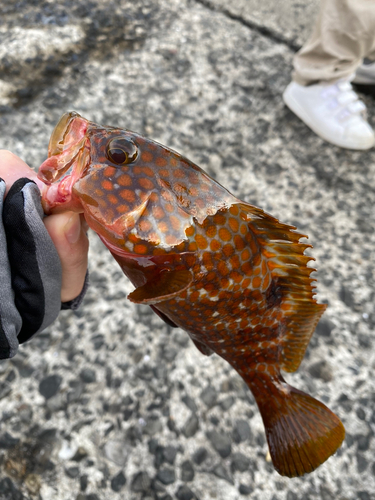 キジハタの釣果