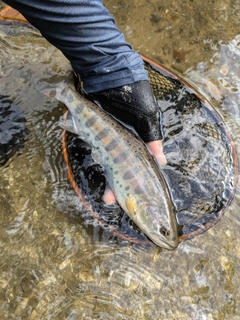 ヤマメの釣果