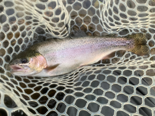 ニジマスの釣果