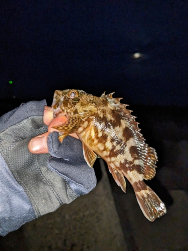 タケノコメバルの釣果