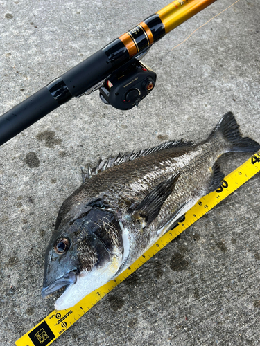 クロダイの釣果