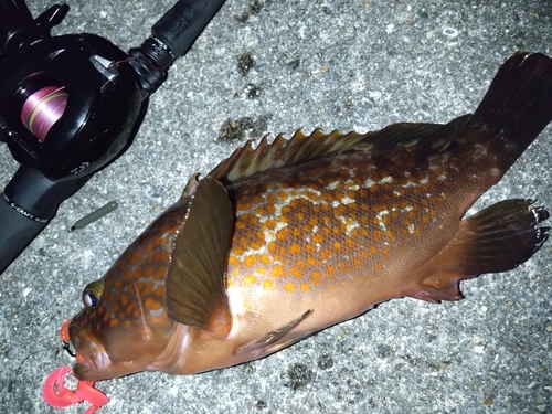 アコウの釣果