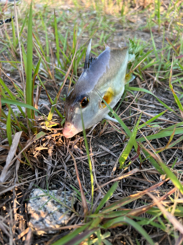 ギマの釣果