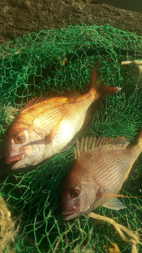 マダイの釣果