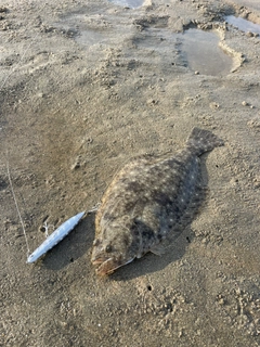 ヒラメの釣果