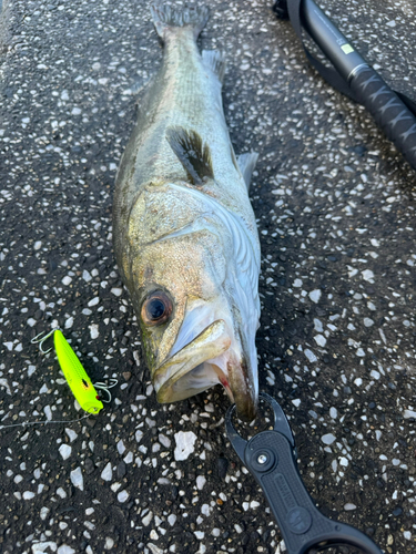 シーバスの釣果