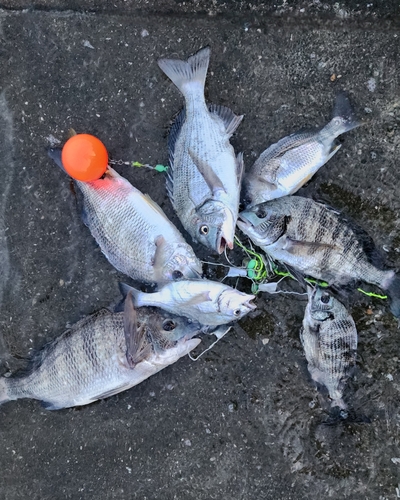 クロダイの釣果