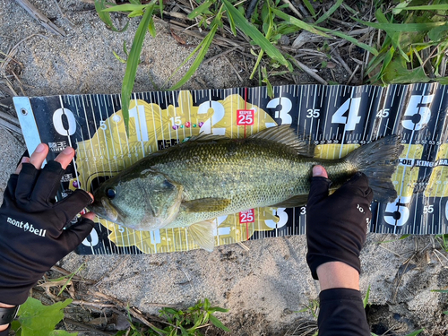 ブラックバスの釣果