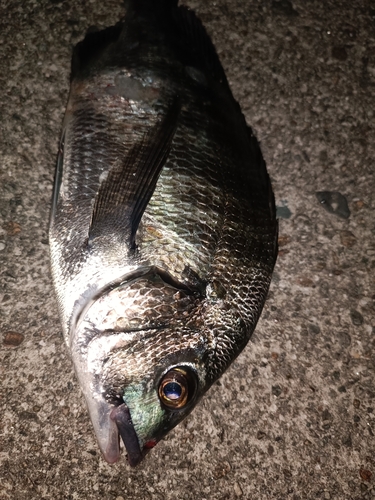 クロダイの釣果