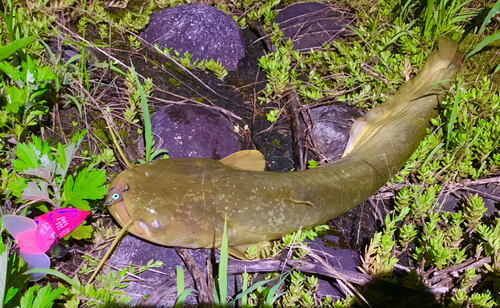 ナマズの釣果