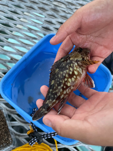 カサゴの釣果