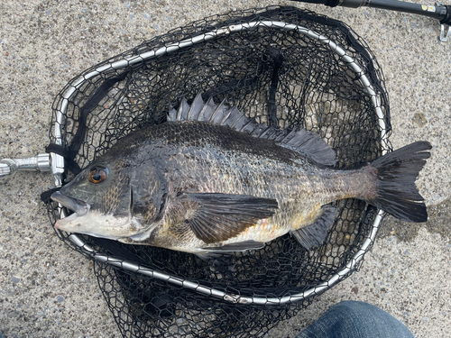 クロダイの釣果