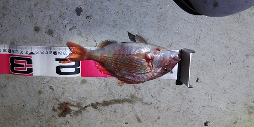 タイの釣果