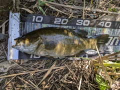 スモールマウスバスの釣果