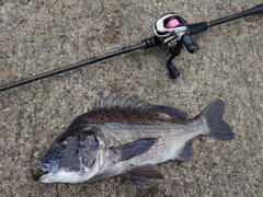 クロダイの釣果