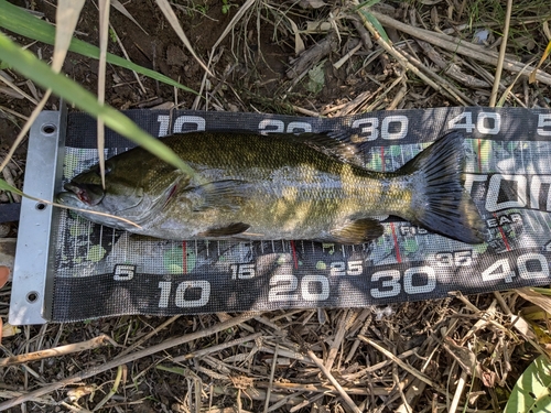 スモールマウスバスの釣果