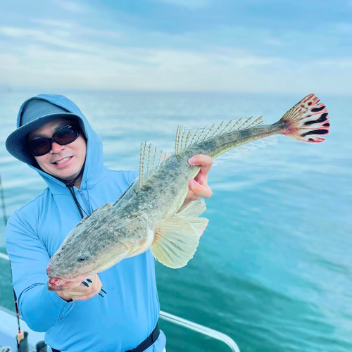 マゴチの釣果