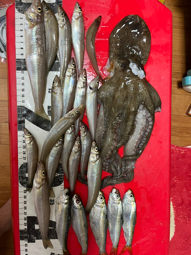 タコの釣果