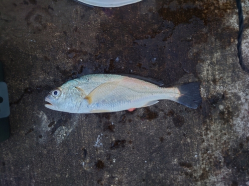 イシモチの釣果