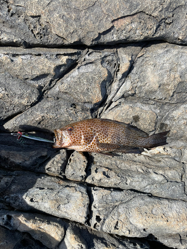 オオモンハタの釣果