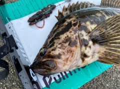 タケノコメバルの釣果