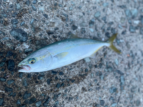 ヤズの釣果