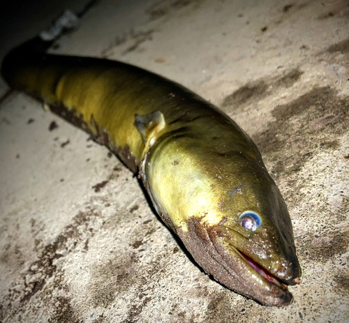 ニホンウナギの釣果