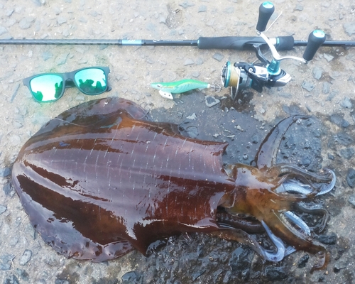 アオリイカの釣果