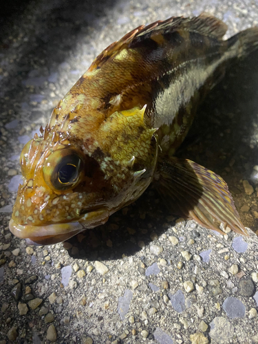 カサゴの釣果