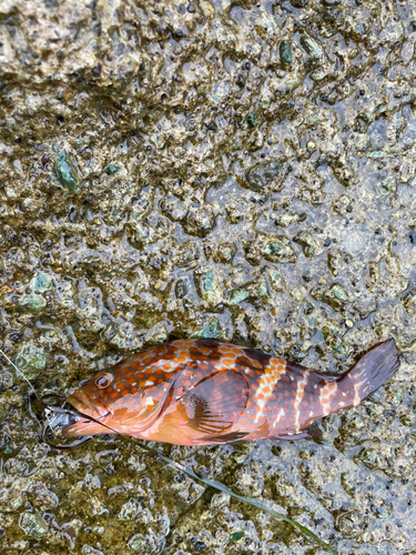 キジハタの釣果