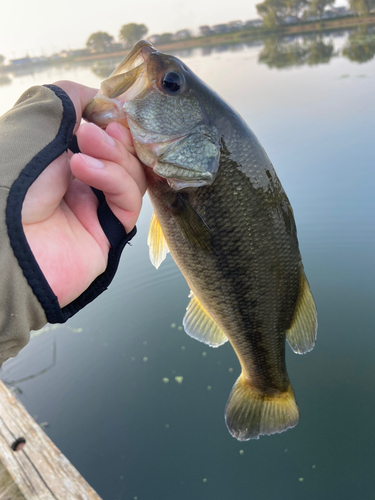 ラージマウスバスの釣果