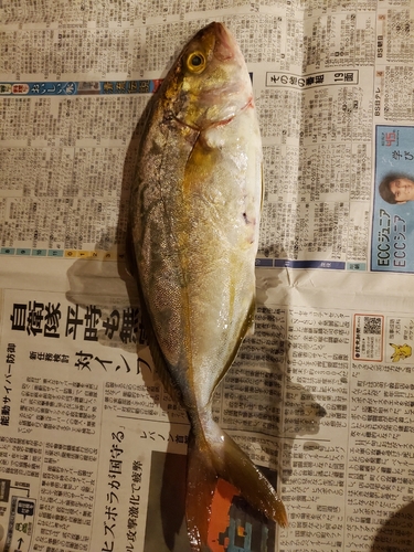 ネリゴの釣果