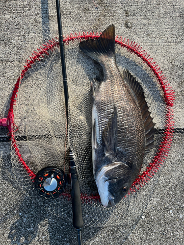 クロダイの釣果