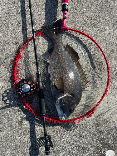 クロダイの釣果