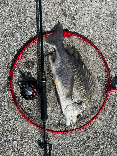 キビレの釣果