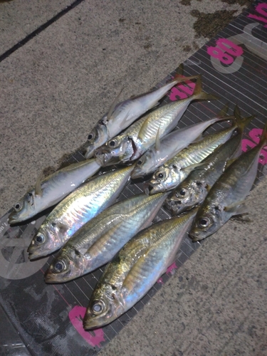 アジの釣果