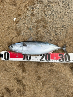 ヒラソウダの釣果