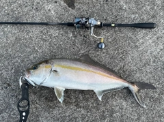 カンパチの釣果