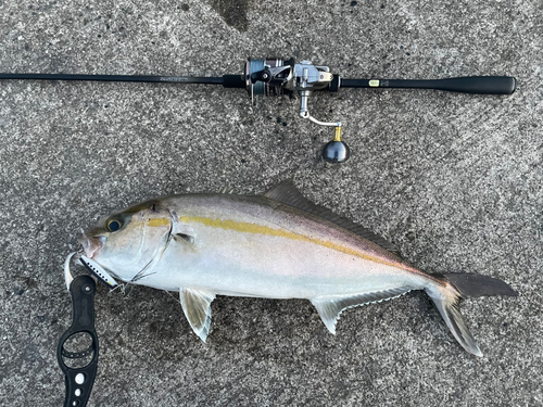 カンパチの釣果