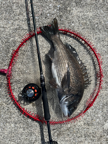 クロダイの釣果